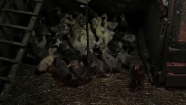 Гуси Линда. 4 недели смотреть онлайн