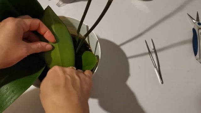 Орхидея Каменная Роза / пересадка в ОРХИАТУ со мхом и керамзитом смотреть онлайн