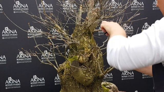 Dąb -Quercus robur смотреть онлайн