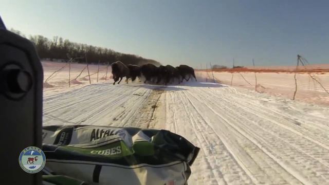 Стадное чувство - один из самых мощных инстинктов! смотреть онлайн