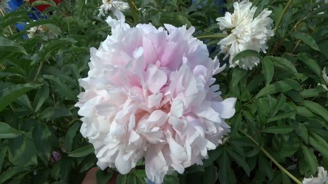 питомник ВИР в Тайцах.