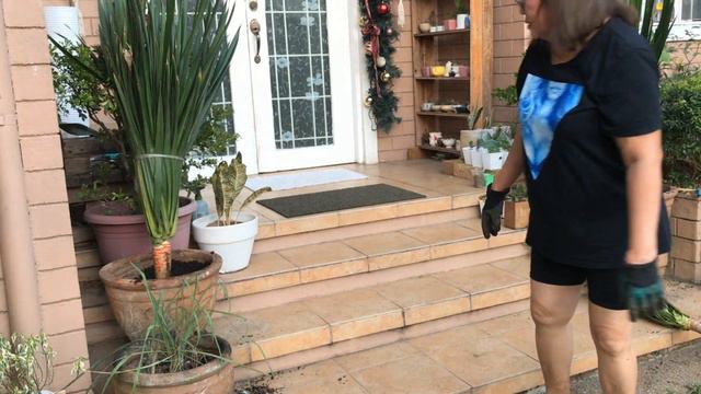 Paano Magtanim ng Yucca (HOW TO GROW YUCCA PLANTS FROM CUTTINGS /Very Easy Way) смотреть онлайн