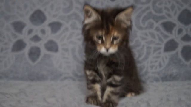 котёнок Мейн кун смотреть онлайн