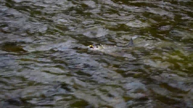 ГОЛАВЛЬ! ЖУК! ОТЛИЧНАЯ РЫБАЛКА! смотреть онлайн