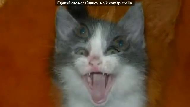 Тишка под музыку ДидюляEnigma - Полёт на Меркурий смотреть онлайн