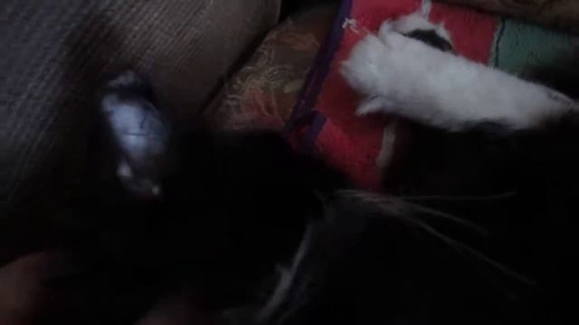 Зуб смотреть онлайн