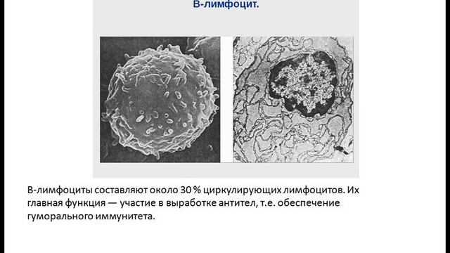 Кровь и лимфа(гистология)