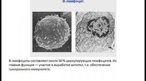 Кровь и лимфа(гистология)