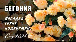 Бегония посадка и уход. Грунт, подкормки, защита от болезней на ранней стадии развития