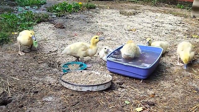 Почему утята выщипывают перья друг у друга. КАННИБАЛИЗМ У УТОК. смотреть онлайн