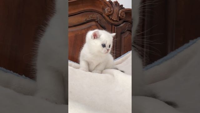 Lionsheart British Shorthair Chinchilla Silver Kittens. смотреть онлайн