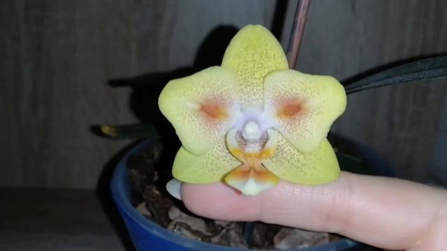 Первое домашнее цветение phal.Green Batman. 13/02/20 смотреть онлайн