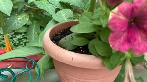 Петуния из семян гибридного сорта