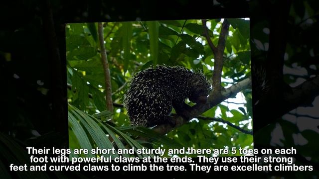 Unique slow-moving rodents - PORCUPINE смотреть онлайн