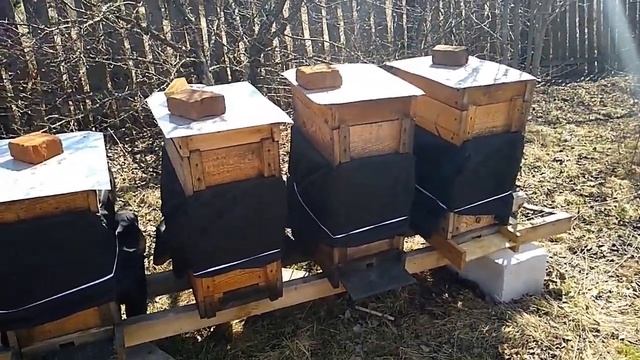 Утепление ульев весной укрывной тканью - лутрасилом. 25,04, смотреть онлайн