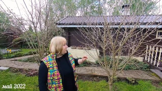 Плодовый сад в Питере. Обзор моих фруктовых деревьев, ягод и кустарников смотреть онлайн