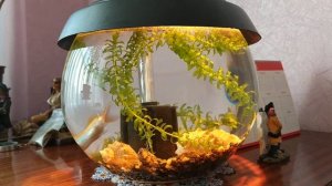 Круглый аквариум (проблемы и уход за аквариумом)