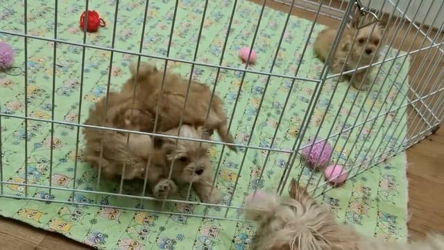 Голддаст йорки двухмесячные щенки " шилопопики" смотреть онлайн