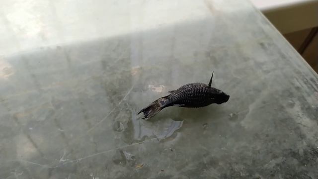 Рыбку раздуло, как шар....Водянка (асцит). смотреть онлайн