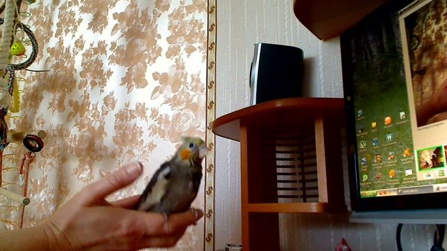 Попугай- корелленок- выкормыш с нуля))) смотреть онлайн