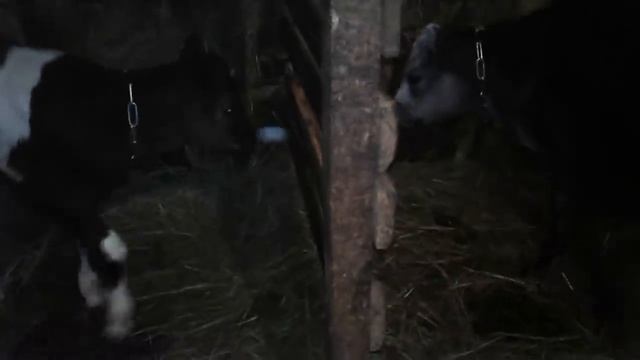 Как и когда перевести корову на двухразовую дойку!Новости! смотреть онлайн