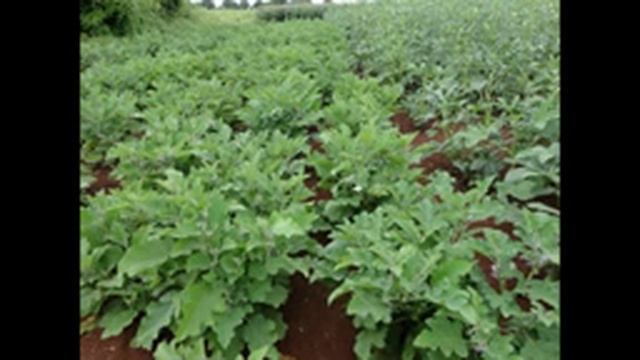 WATER SOLUBLE NPK FERTILIZER|NPK USES BENIFITS INFORMATION|NPK 19.19.19| FUTURE TECH AGRICULTURE смотреть онлайн