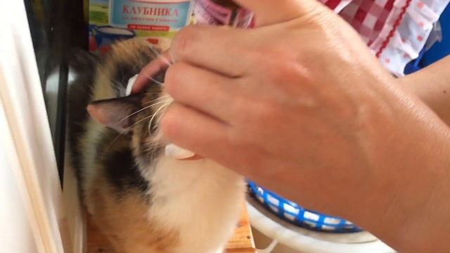 Как закапать капли в нос кошке. Лечение животных с насморком смотреть онлайн