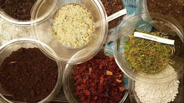 Распаковка посылки с тропическими растениями и уход за новинками. Папоротники, Стефания, Каладиум смотреть онлайн
