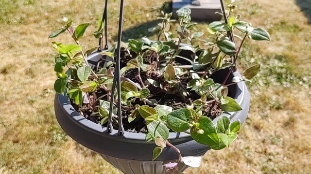 How To Care For Bridal Veil Houseplant