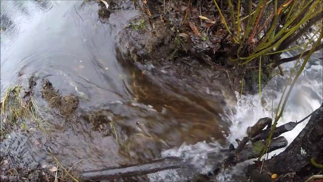 Beaver vs salmon смотреть онлайн