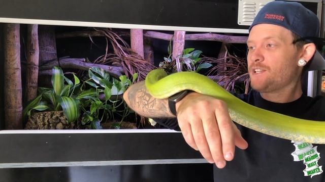 PYTHON PROFILES ~ Midori, my Green Tree Python смотреть онлайн