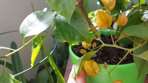 Причины хлороза у бугенвиллии