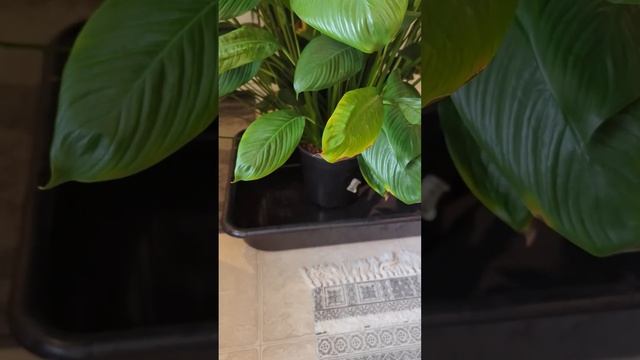 Спатифиллум на гидропонике. Результат после пересадки #garden #hydroponics #гидропоника смотреть онлайн