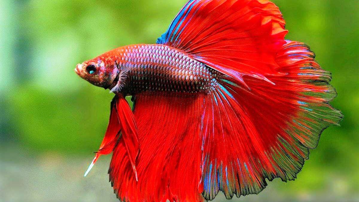 Л.Бочерели  Менуэт.