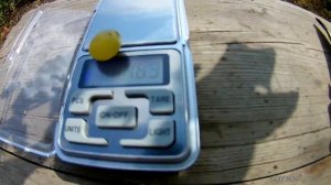 Виноград Золотце