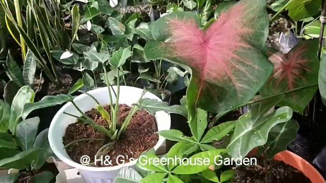 Caladiums from common to rare смотреть онлайн