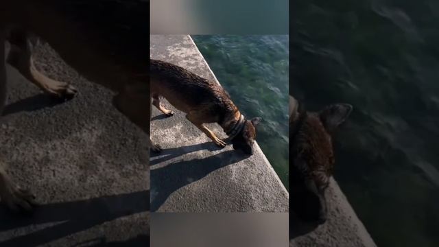 Мне не скучно. Мне не скучно. Мне не скучно одному... bayoun.ru #собаки #приколы #животные смотреть онлайн