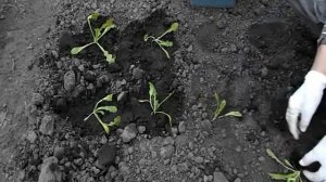 Высаживаем рассаду статицы в грунт.