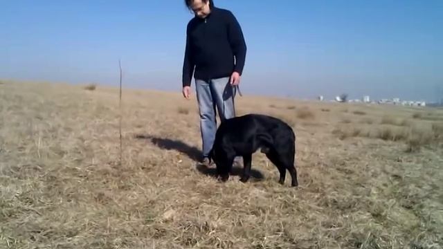 Обучение на кучета следа - Урок 1 - следа квадрат смотреть онлайн