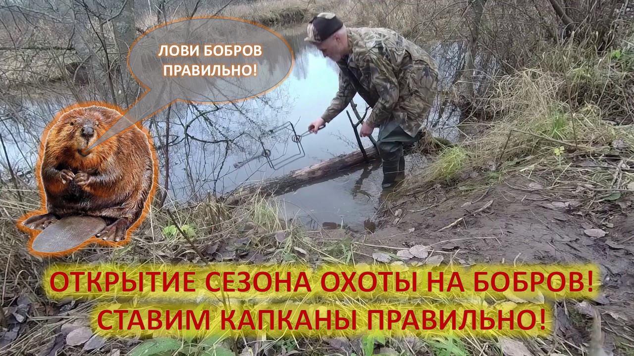 Охота и рыбалка. Охота на бобров с капканами осенью. Установка капканов на бобра. смотреть онлайн