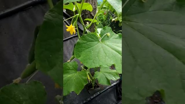 Огурец "Сибирская гирлянда" смотреть онлайн