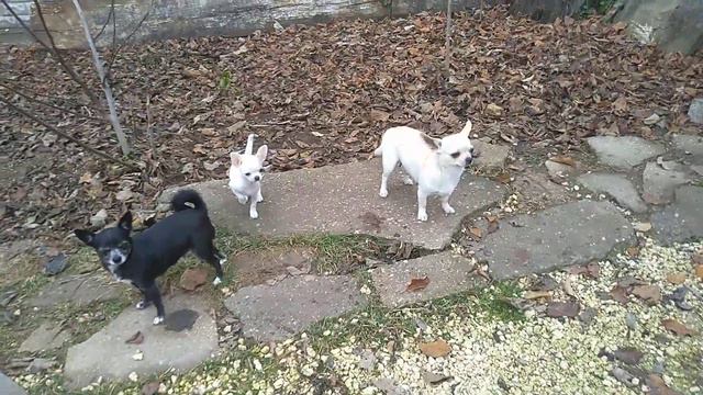 25 декабря 2020 года, привет из Крыма от чихуахуа Кастропуло Симферополь,с праздником рождества!