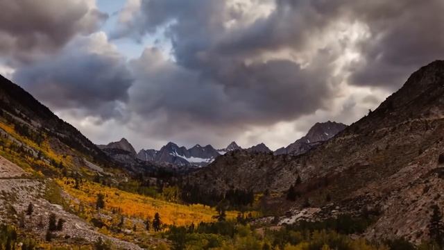 МОГУТ ЛИ РАСТЕНИЯ ЧУВСТВОВАТЬ БОЛЬ? смотреть онлайн