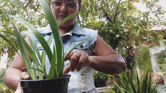 Como plantar, íris. смотреть онлайн