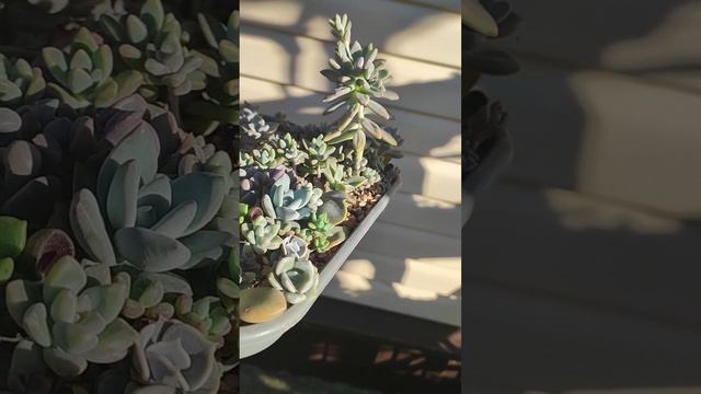 Суккуленты, выращенные из листиков, требуют пересадки из подноса в нормальные горшки. смотреть онлайн