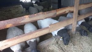 Кормление Дорпера, как и чем кормим овец дорпер