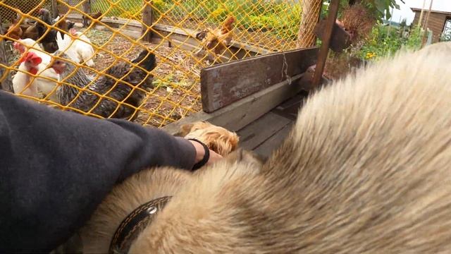 Лайфхаки от соседей / Поделки / К маме в гости / Жарим мясо ? смотреть онлайн