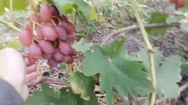 Виноград Румба-06.09.2022 рік. смотреть онлайн