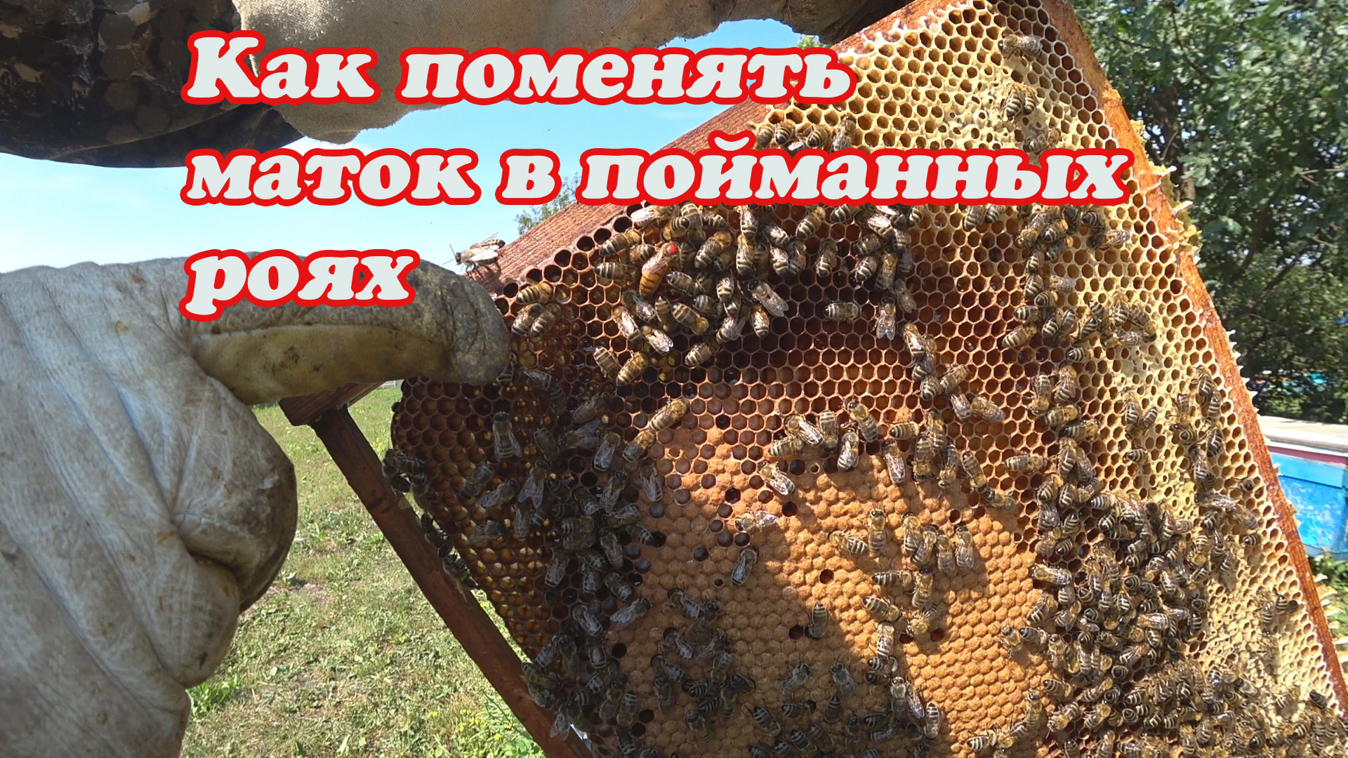МЕНЯЮ МАТОК В ПОЙМАННЫХ РОЯХ, РЕЗУЛЬТАТ ПОДСАДКИ МАТОК. смотреть онлайн