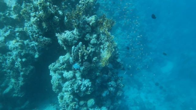 Marsa Alam - The three corners Fayrouz- under the last pier / Марса Алам - Риф под пирсом смотреть онлайн